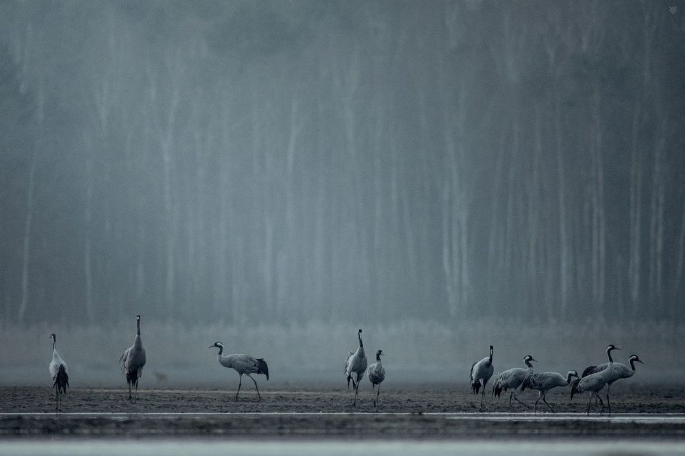 Cranes sleeping place