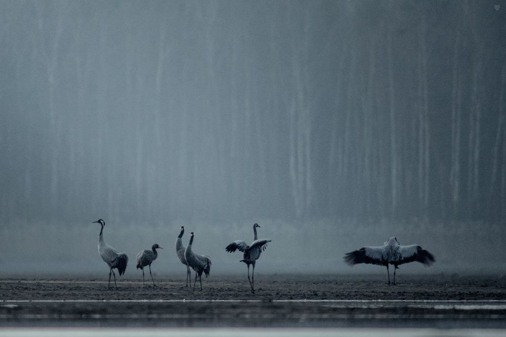Cranes sleeping place