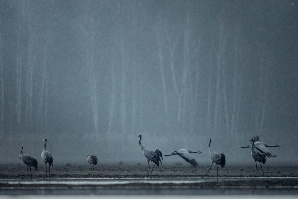 Cranes sleeping place