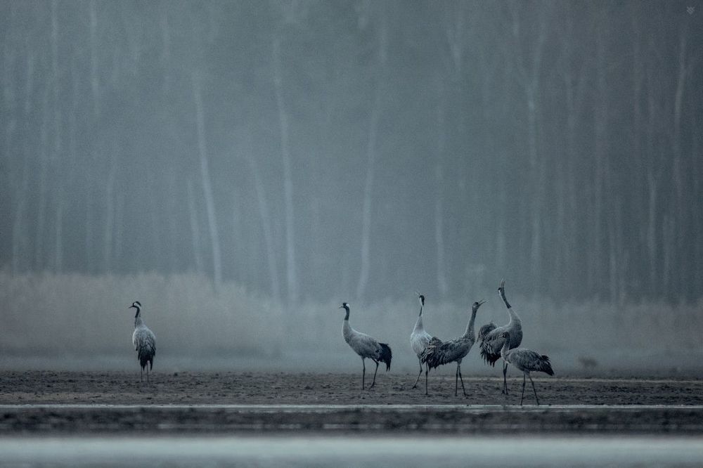 Cranes sleeping place