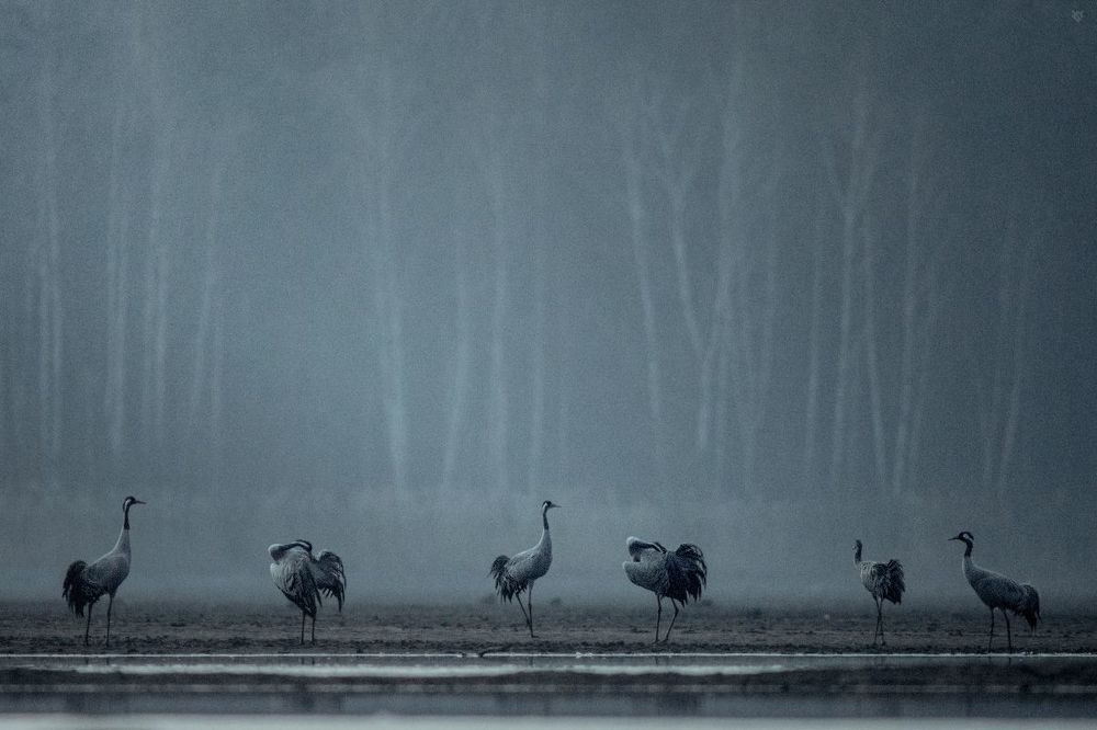 Cranes sleeping place