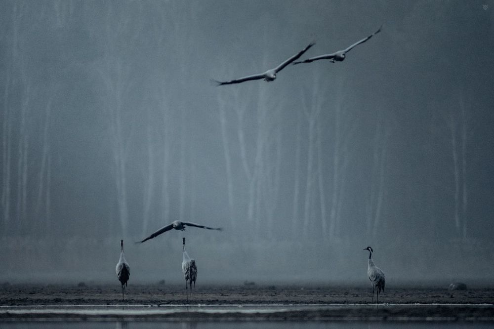 Cranes sleeping place