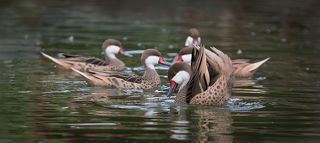 В брачном танеце ... :)