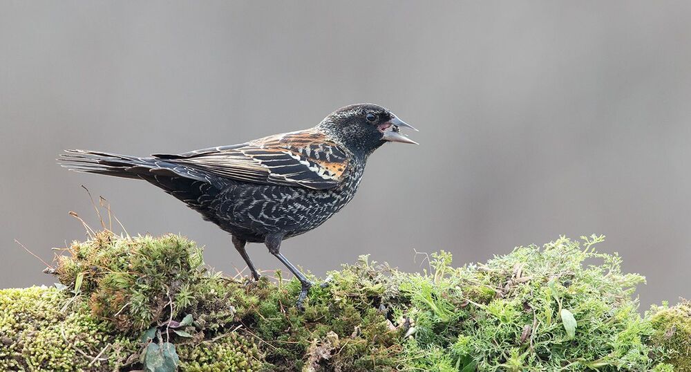 Самка Красноплечий трупиал -Female Red-winged Blackbird