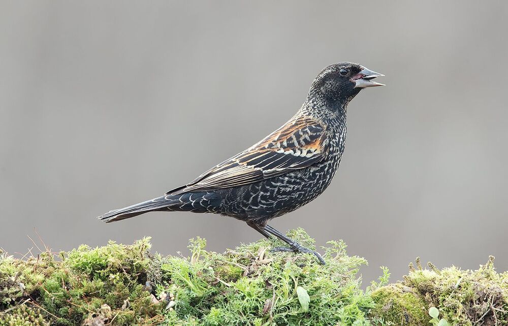 Самка Красноплечий трупиал -Female Red-winged Blackbird