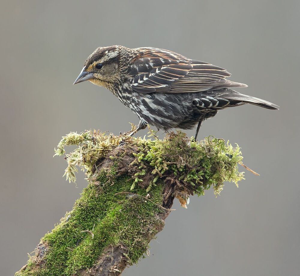 Самка Красноплечий трупиал -Female Red-winged Blackbird
