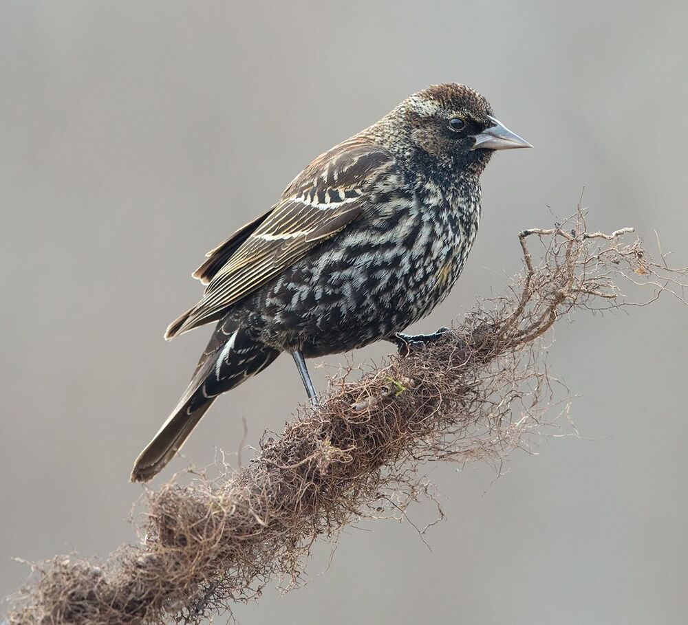Самка Красноплечий трупиал -Female Red-winged Blackbird