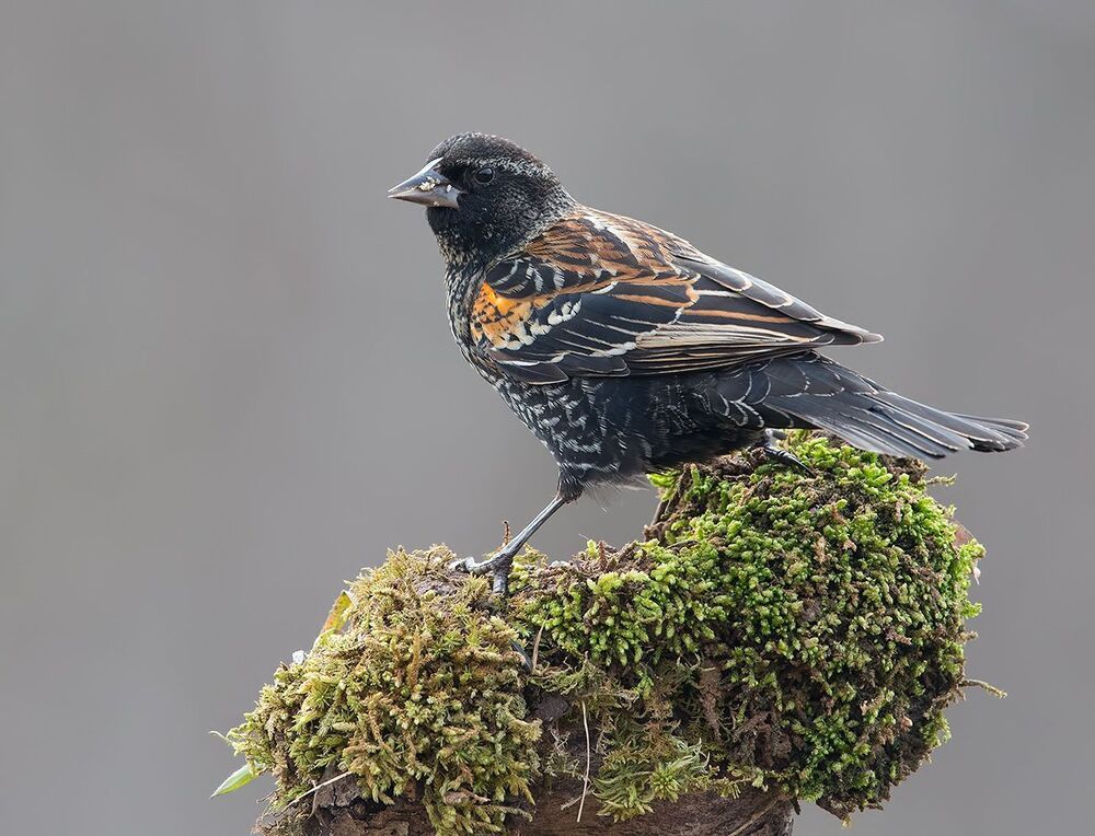 Самка Красноплечий трупиал -Female Red-winged Blackbird