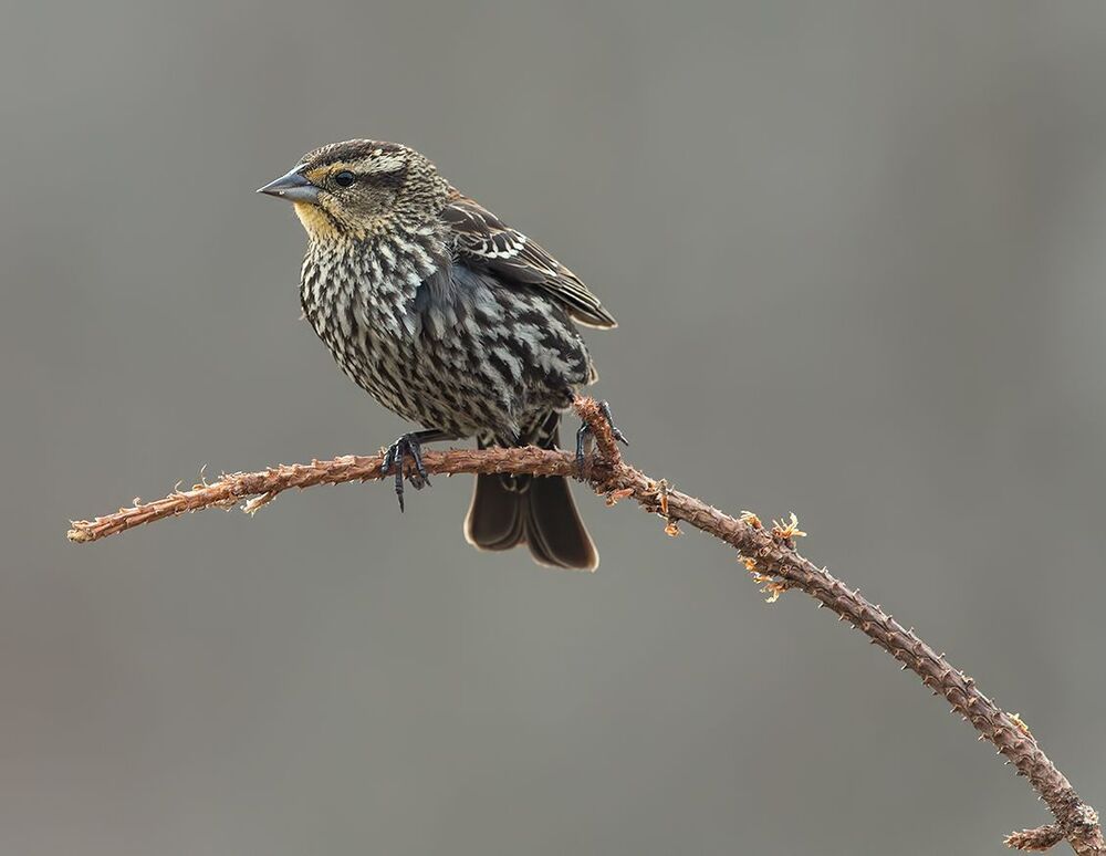 Самка Красноплечий трупиал -Female Red-winged Blackbird