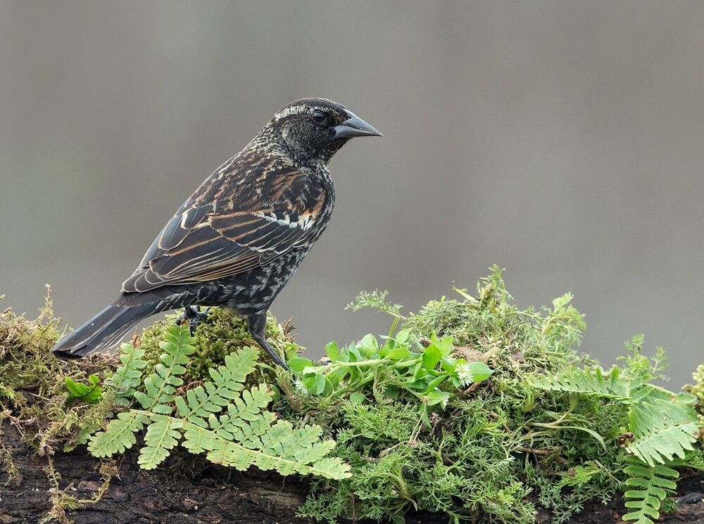Самка Красноплечий трупиал -Female Red-winged Blackbird