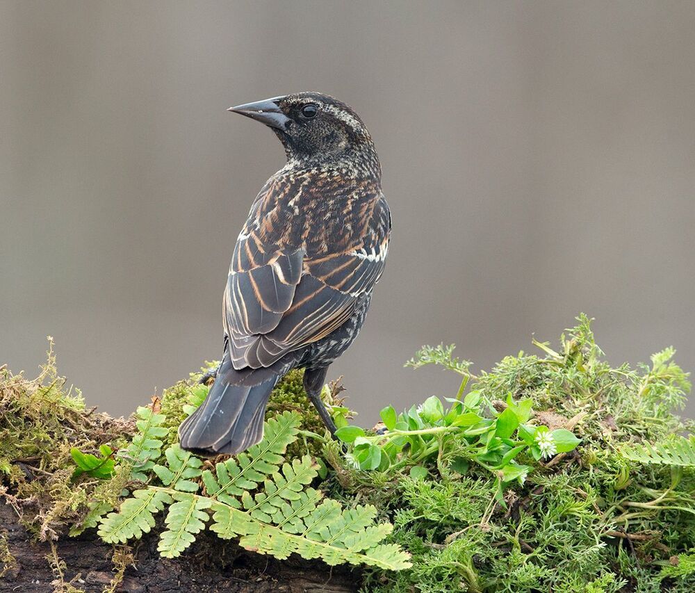 Самка Красноплечий трупиал -Female Red-winged Blackbird