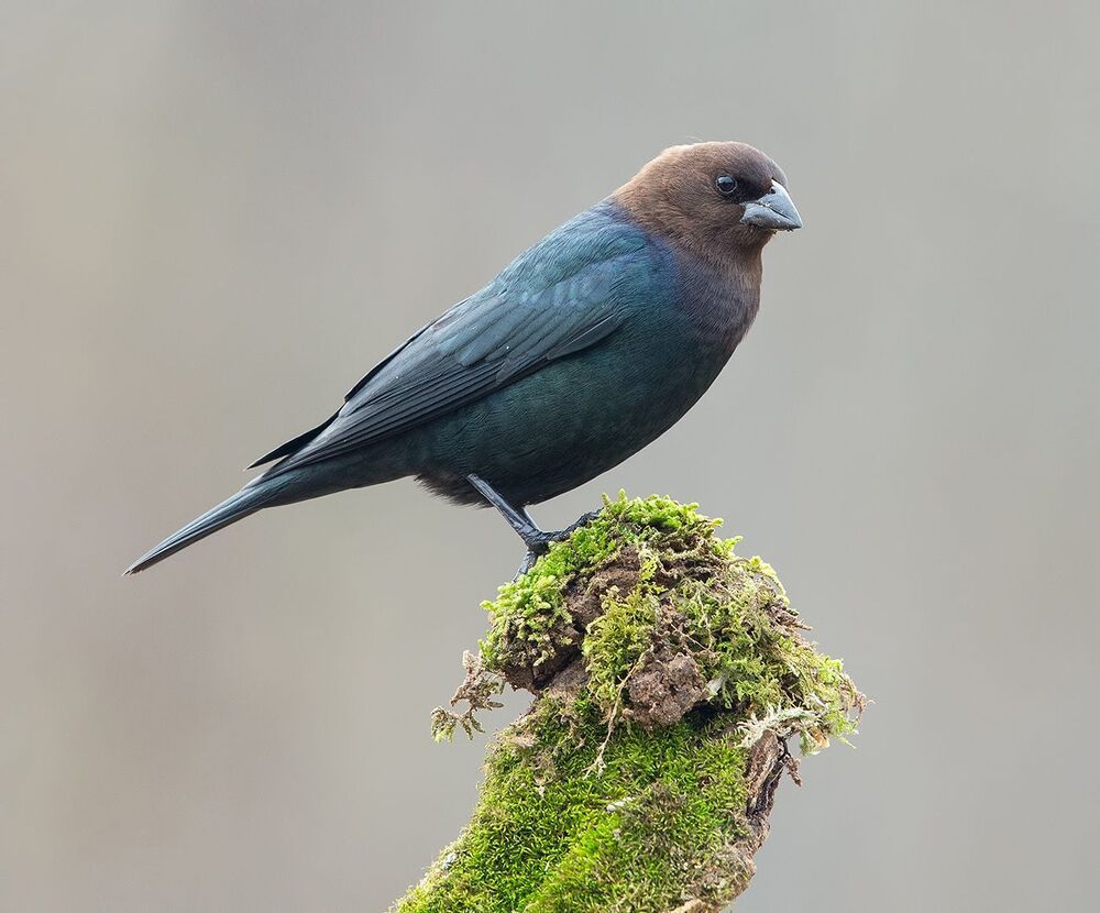 Буроголовый коровий трупиал - Brown-headed Cowbird
