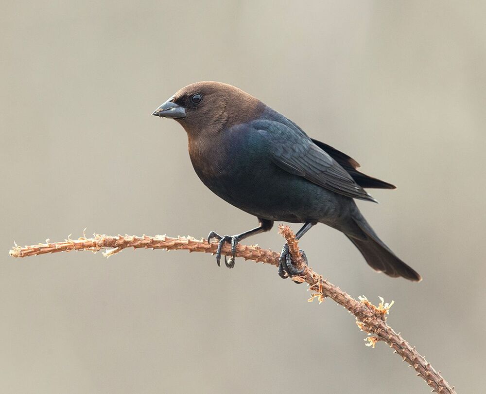 Буроголовый коровий трупиал - Brown-headed Cowbird