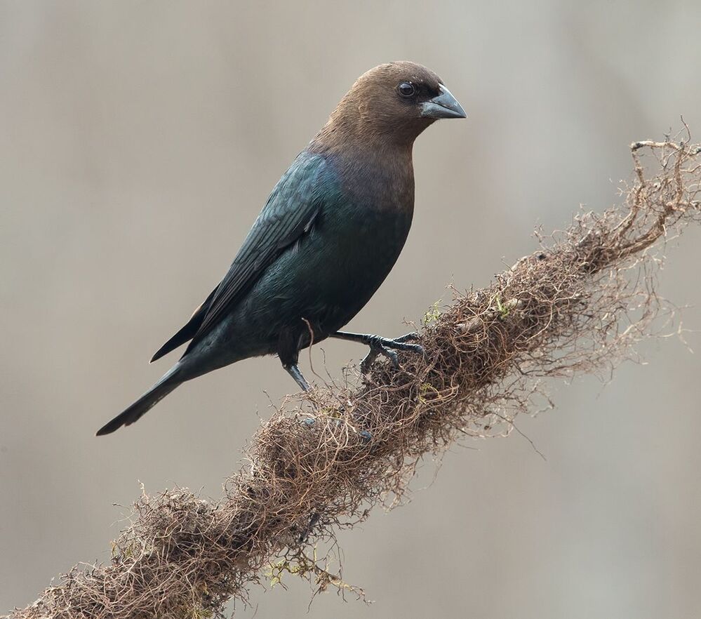 Буроголовый коровий трупиал - Brown-headed Cowbird