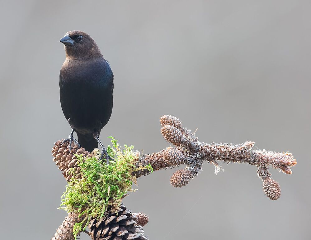 Буроголовый коровий трупиал - Brown-headed Cowbird