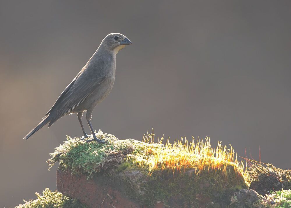 Самка. Female Brown-headed Cowbird