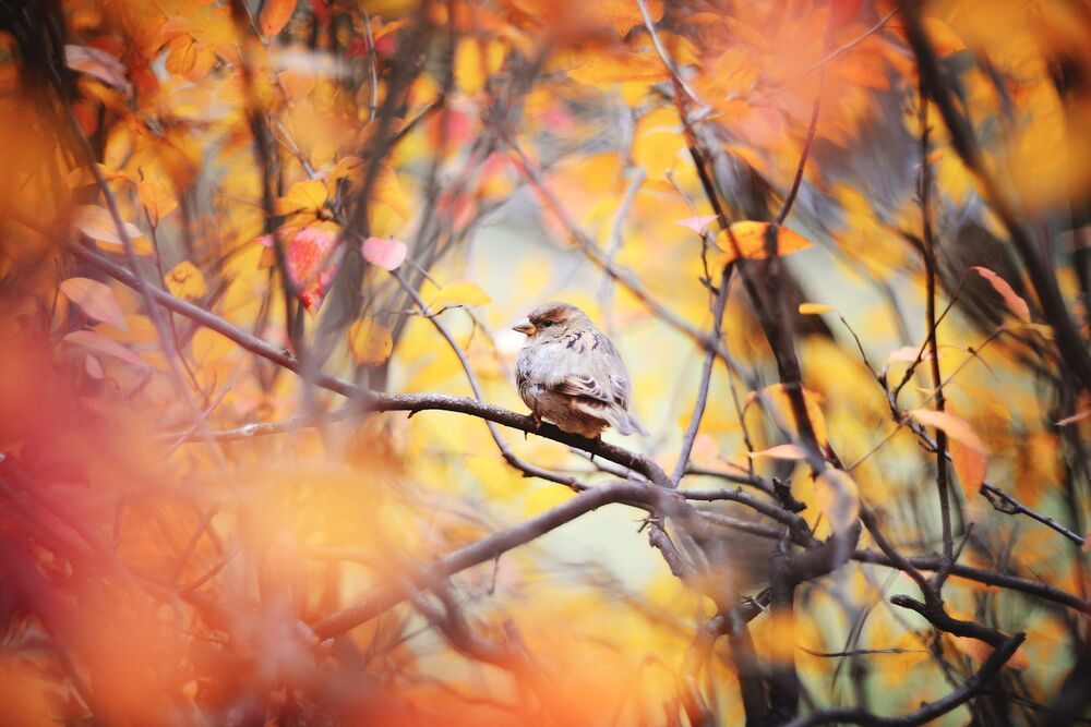 Photo 1245477