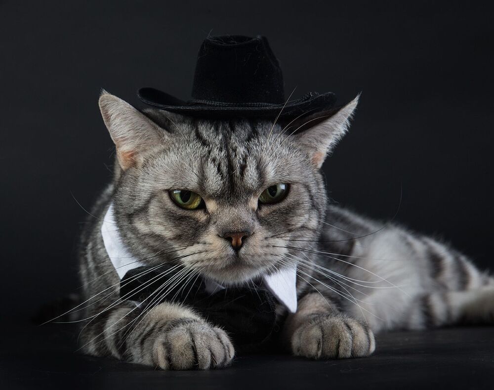 Маркиз. Американский короткошерстный кот - American shorthair cat
