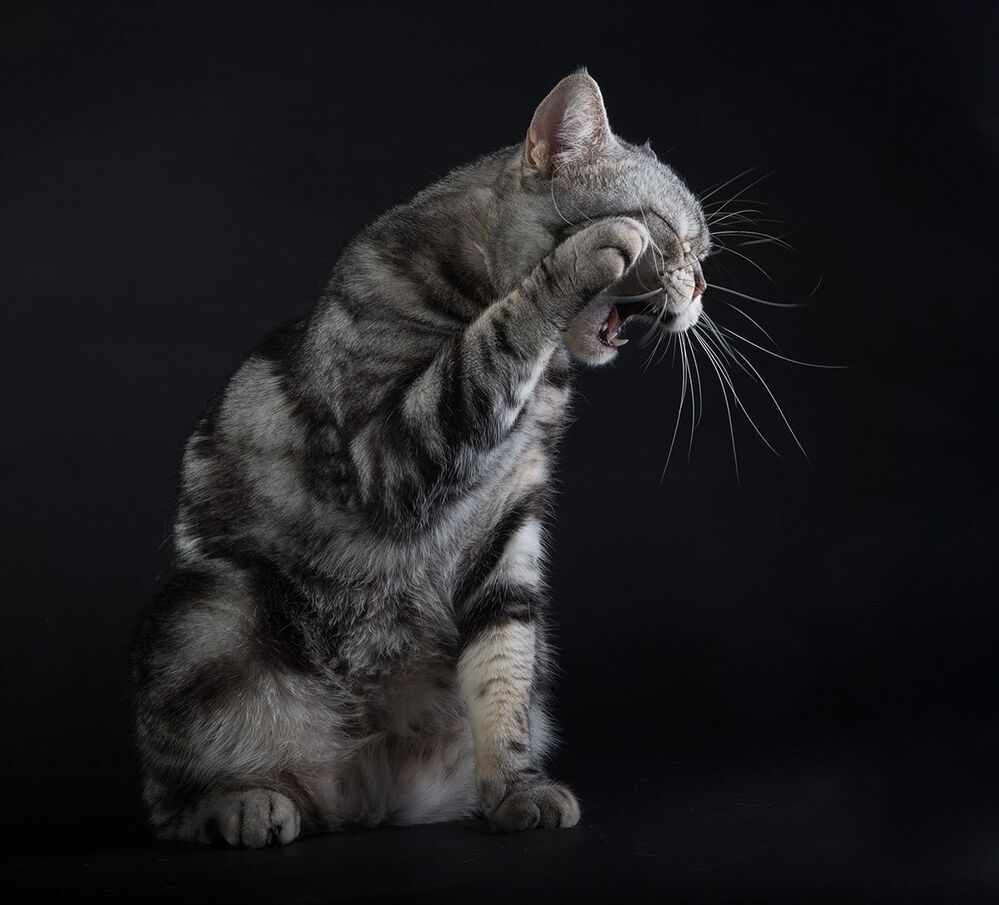 Маркиз. Американский короткошерстный кот - American shorthair cat