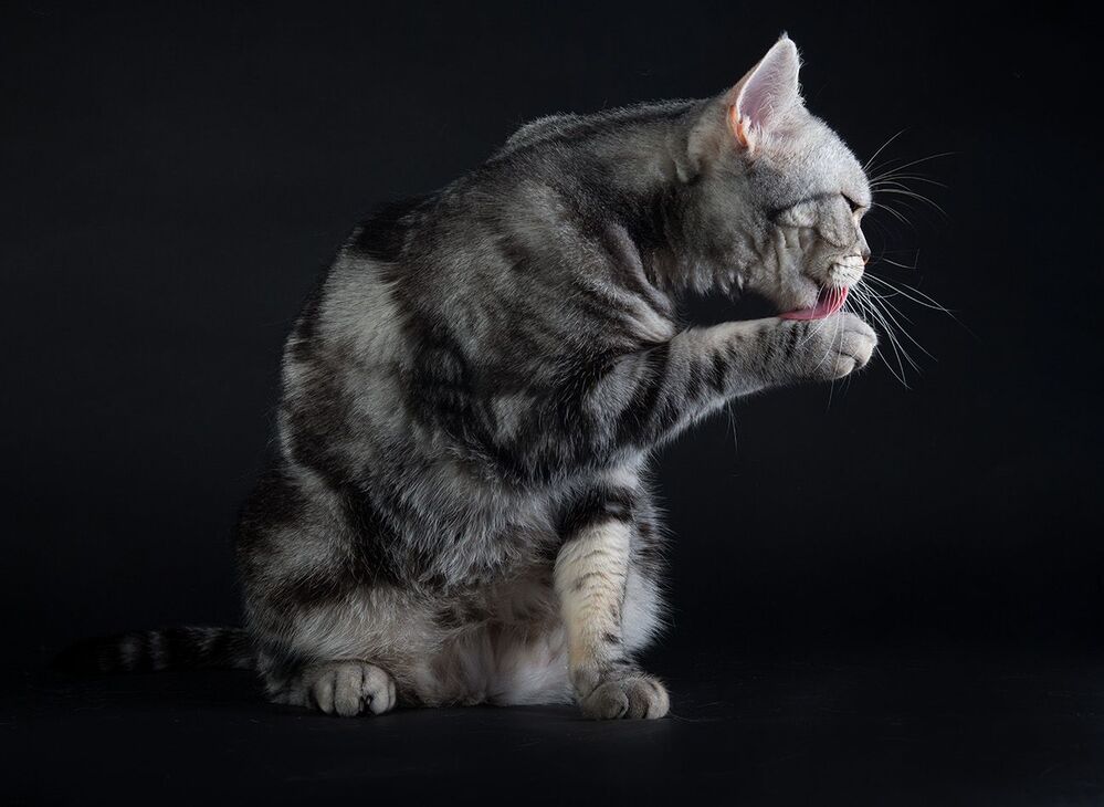 Маркиз. Американский короткошерстный кот - American shorthair cat
