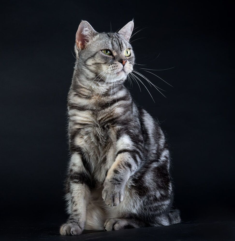 Маркиз. Американский короткошерстный кот - American shorthair cat