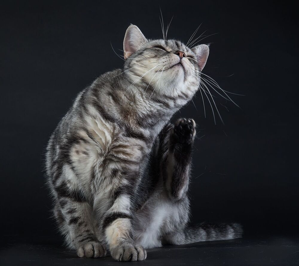 Маркиз. Американский короткошерстный кот - American shorthair cat