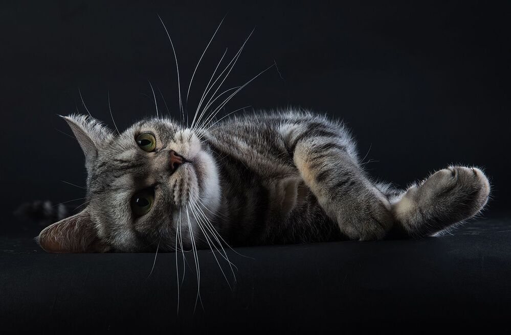 Маркиз. Американский короткошерстный кот - American shorthair cat
