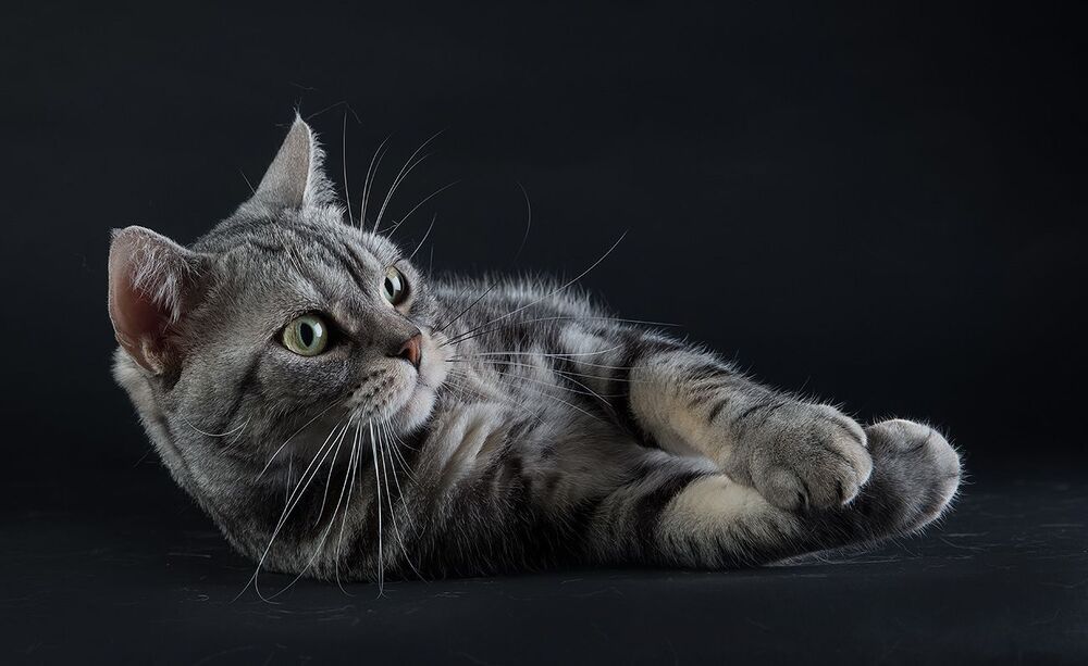 Маркиз. Американский короткошерстный кот - American shorthair cat