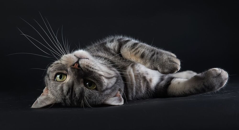 Маркиз. Американский короткошерстный кот - American shorthair cat