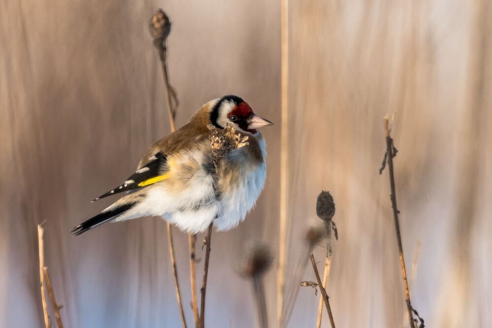 Dadzītis (Carduelis carduelis)