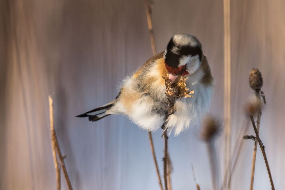 Dadzītis (Carduelis carduelis)