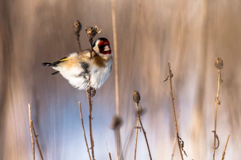 Dadzītis (Carduelis carduelis)