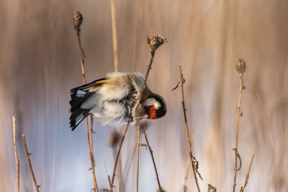Dadzītis (Carduelis carduelis)