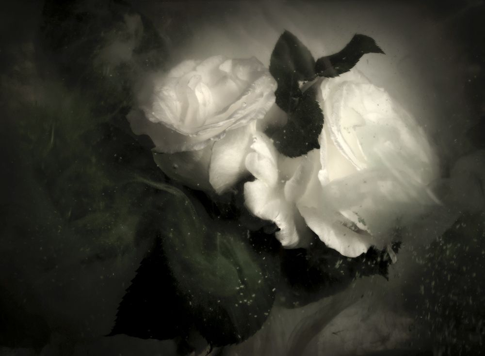 Photo 1246606