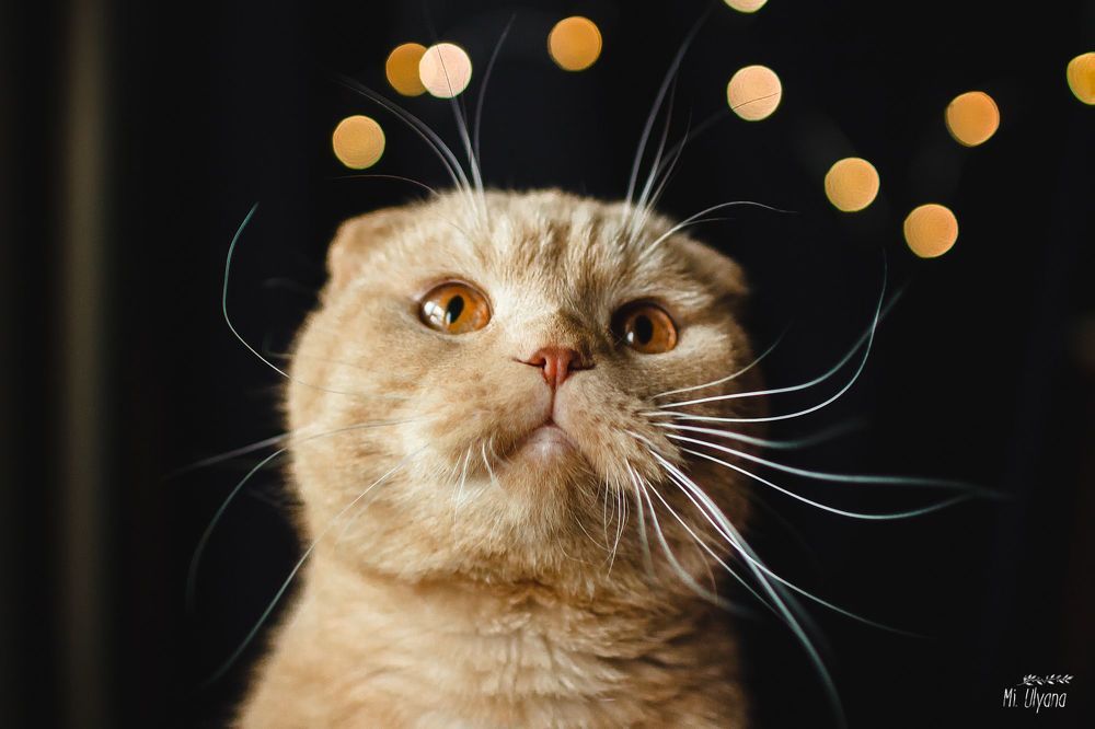 Мартовский котик)