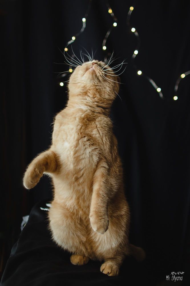 Мартовский котик)