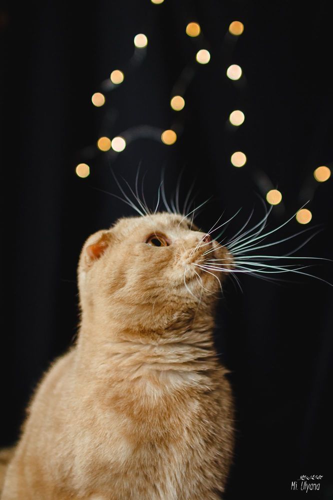 Мартовский котик)
