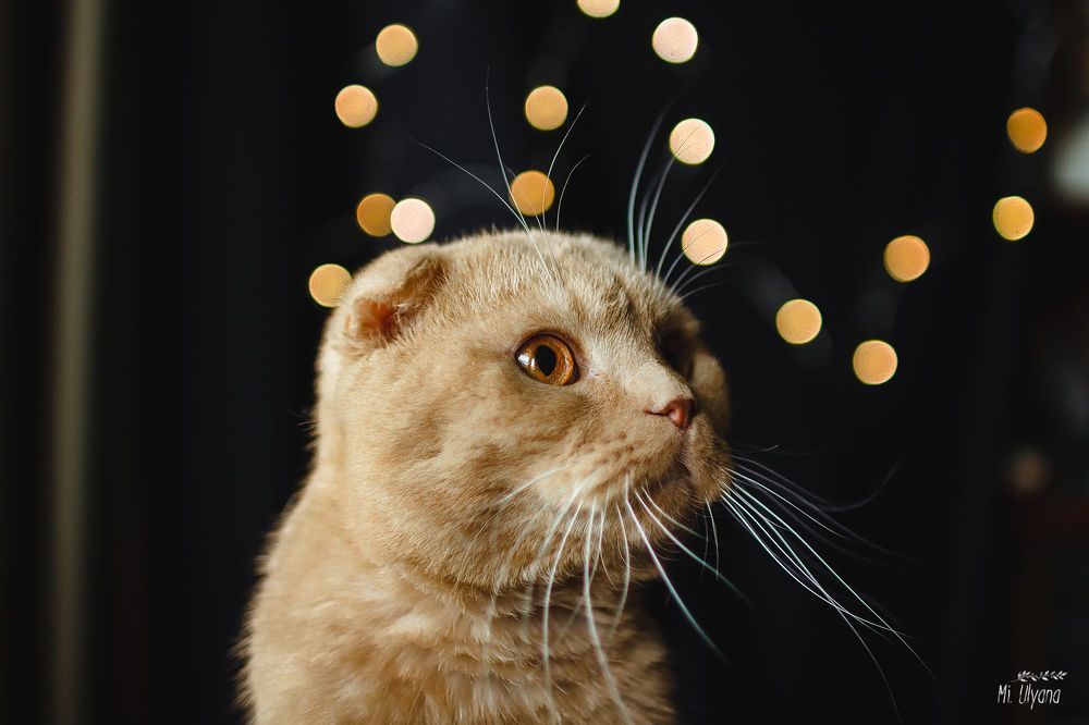 Мартовский котик)
