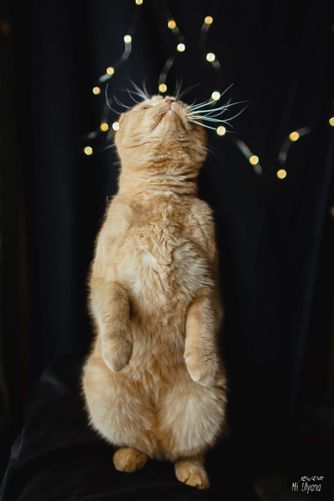 Мартовский котик)