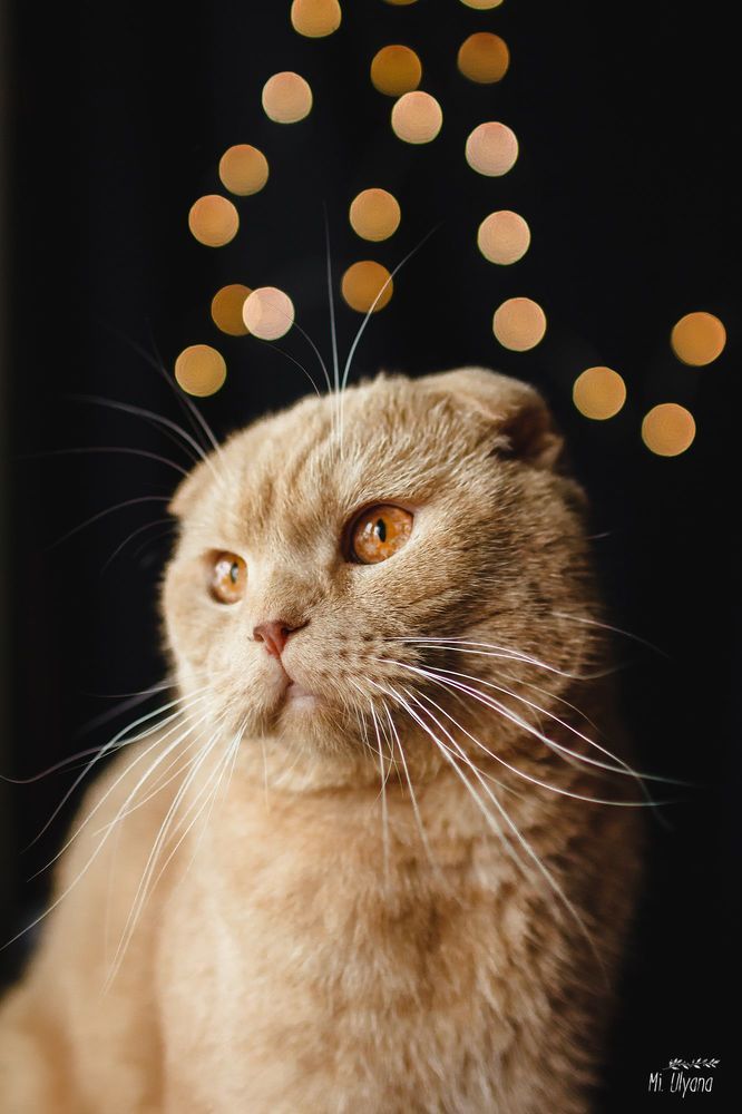 Мартовский котик)