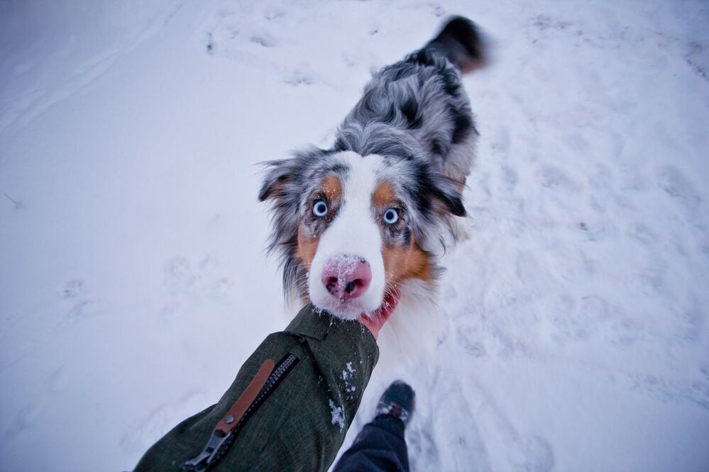 Winter Wonderland
