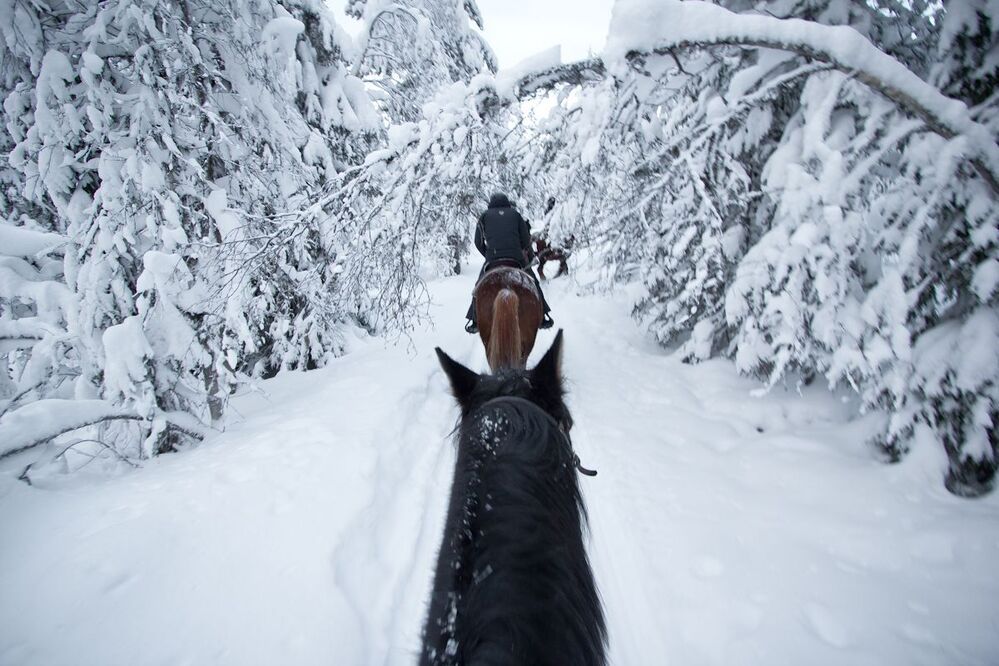 Winter Wonderland