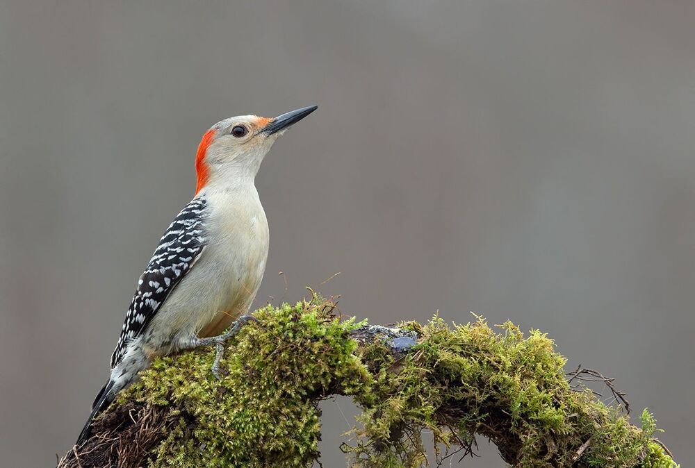 Red-bellied Woodpecker female. Самка. Дятел - Каролинский меланерпес