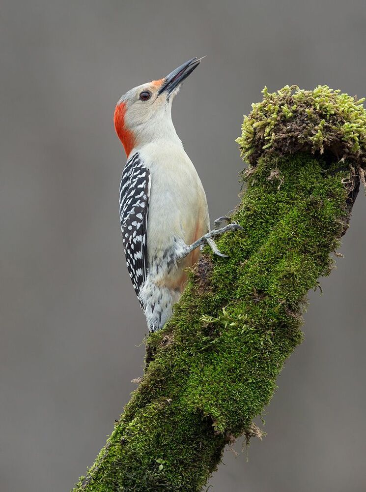 Red-bellied Woodpecker female. Самка. Дятел - Каролинский меланерпес