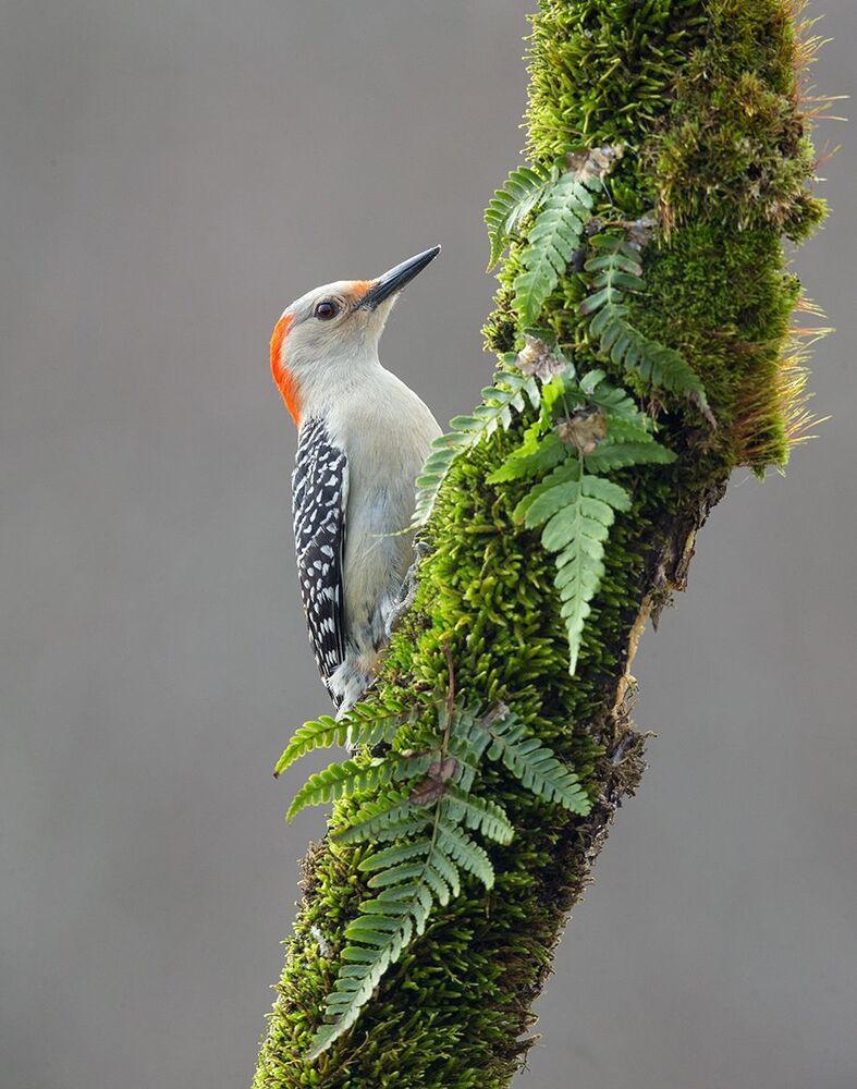Red-bellied Woodpecker female. Самка. Дятел - Каролинский меланерпес