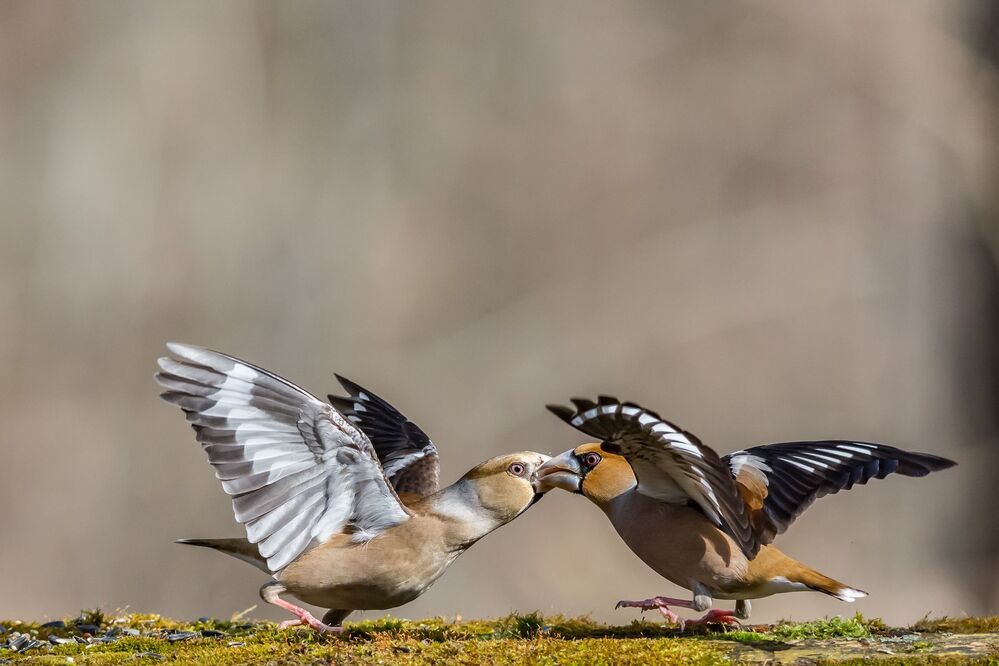 battle
