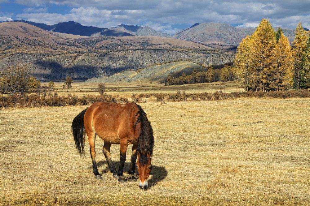 Степь Самаха