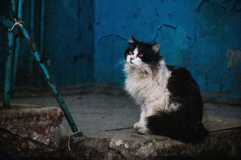 Бродячий старый кот 