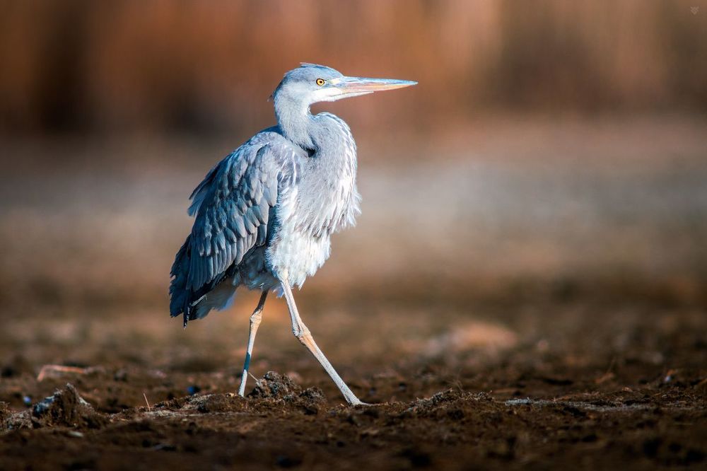 Grey heron