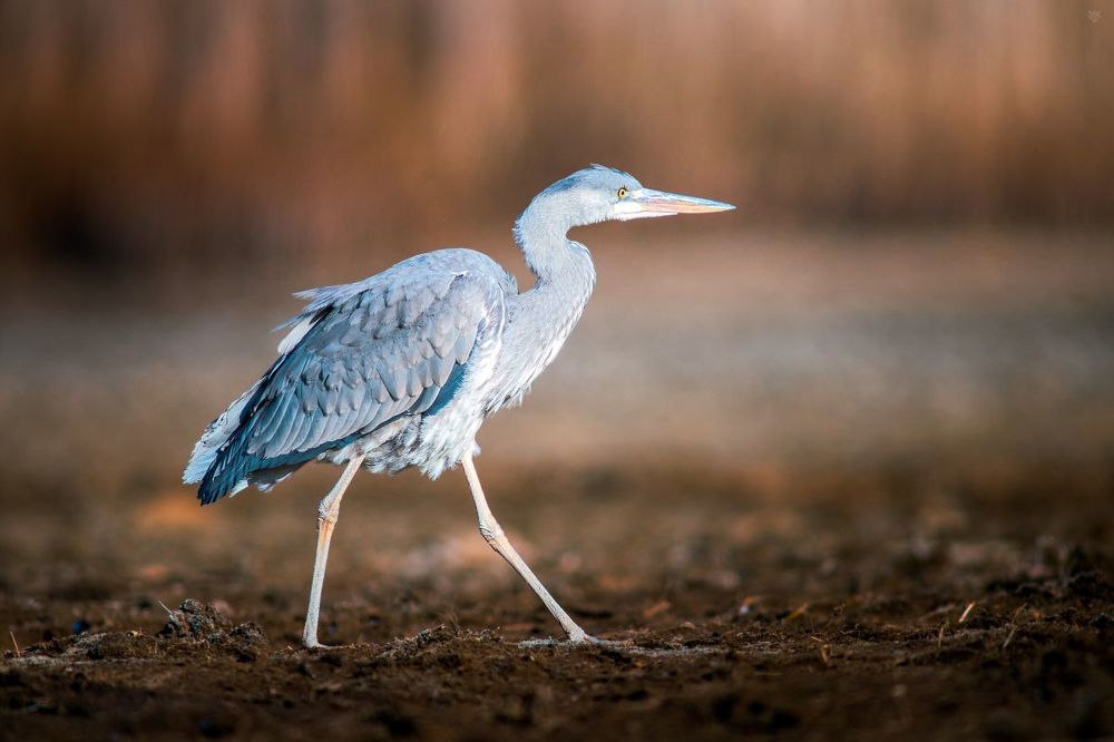 Grey heron